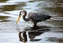 Blue Herring2.webp