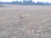 DEER.webp