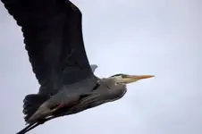 Blue Heron3.webp