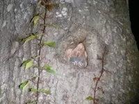 Baby Owl 5_6_09.webp