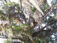 Own knot-hole no zoom.webp