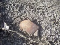 march12th hunt09 004.webp