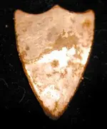 shield1.webp