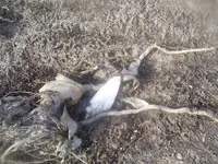 march12th hunt09 006.webp