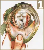 IFM2806_HookRemoval1.webp