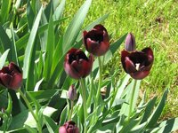 02 Tulips.jpg