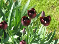 02 Tulips.webp