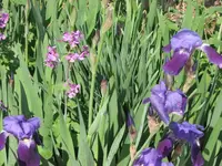 05 Iris and Silver Dollar.webp