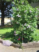 08 Lilacs, Flock, and Tulips.webp