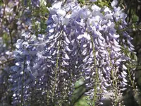 09 Wysteria.webp