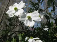 14 Dogwood blooms.webp