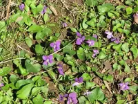 15 Violets.webp