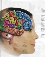 Brain with Cross.webp
