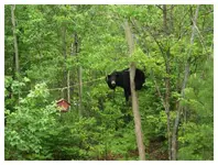 bear1.webp