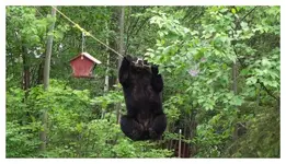 bear2.webp