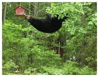 bear3.webp