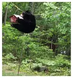 bear4.webp