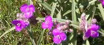 spring flowers 002.webp spring flowers 002.webp