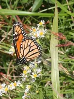 Butterfly..semora NC..06...webp