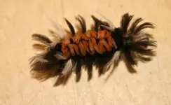 Milkweed Tussock Moth..nc.webp