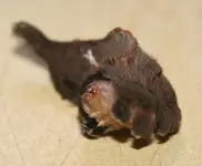 Puss catapillar.webp