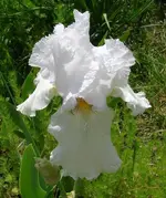 flower5109 007cz.webp