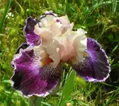 flower5109 010cz.webp