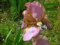 flower5109 012z.webp