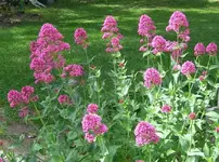 flower5109 018cz.webp