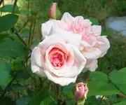 flower5109 029cz.webp
