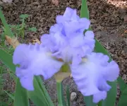flower5109 034cz.webp
