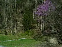 lavender tree flowers 1.webp