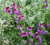 flower5109 036cz.webp