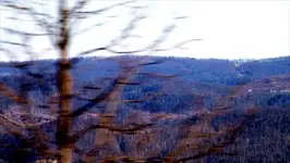 red tree purple mountains.webp