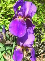 flower5109 040cz.webp