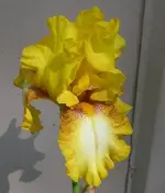 flower5109 043cz.webp