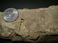 Fossil1.webp