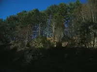 trees and rocks 1.webp