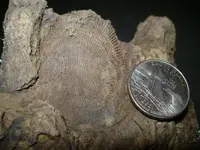 fossil3.webp