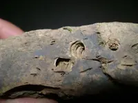 fossil4.webp