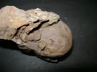 fossil5.webp