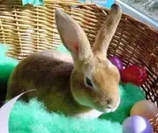 Easterbunny 004comp.webp