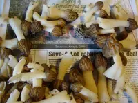 morels & CC times.webp
