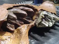 my fossils 333.webp