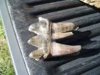 my fossils 334.webp