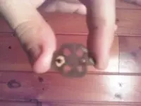pretty ring.webp