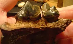 my fossils 605.webp