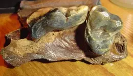 my fossils 607.webp