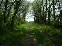 lane.webp