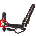 halter buckle.webp